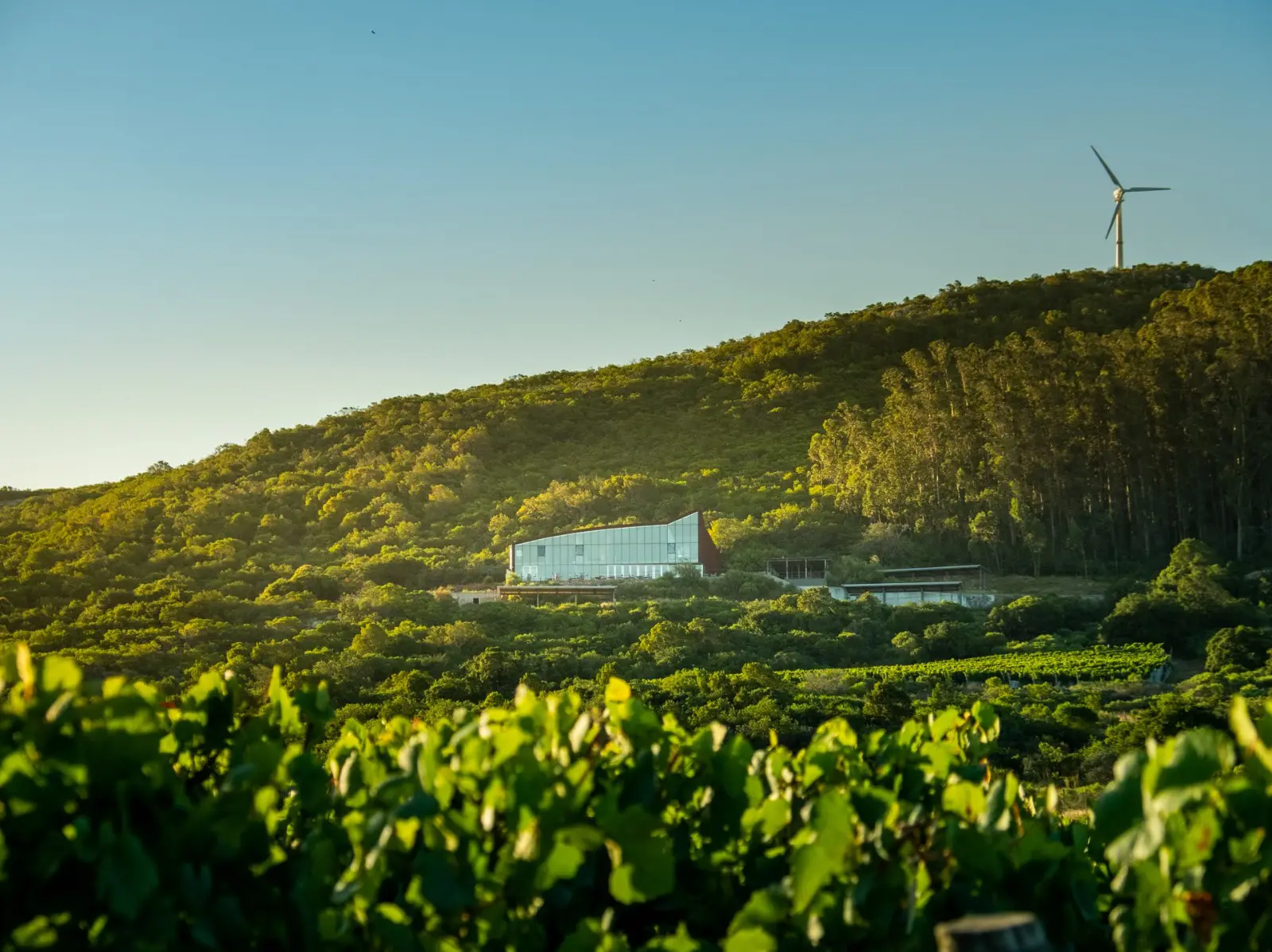 Experiencias complementarias Viña Edén