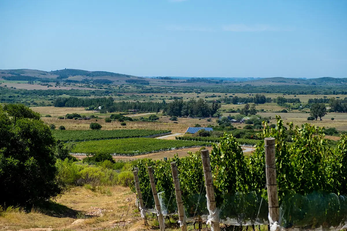 Viña Edén investment