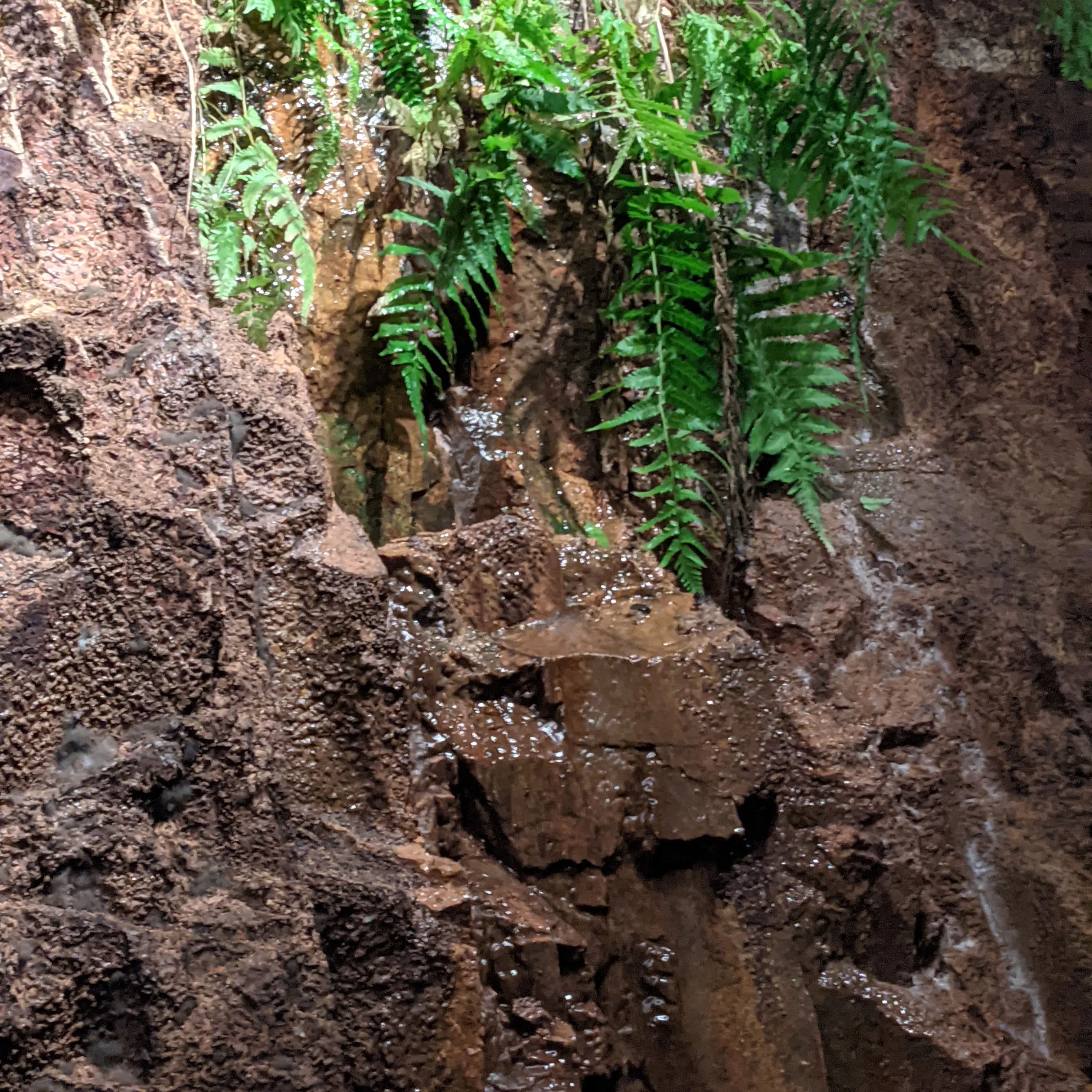 Ecosistema Viña Edén