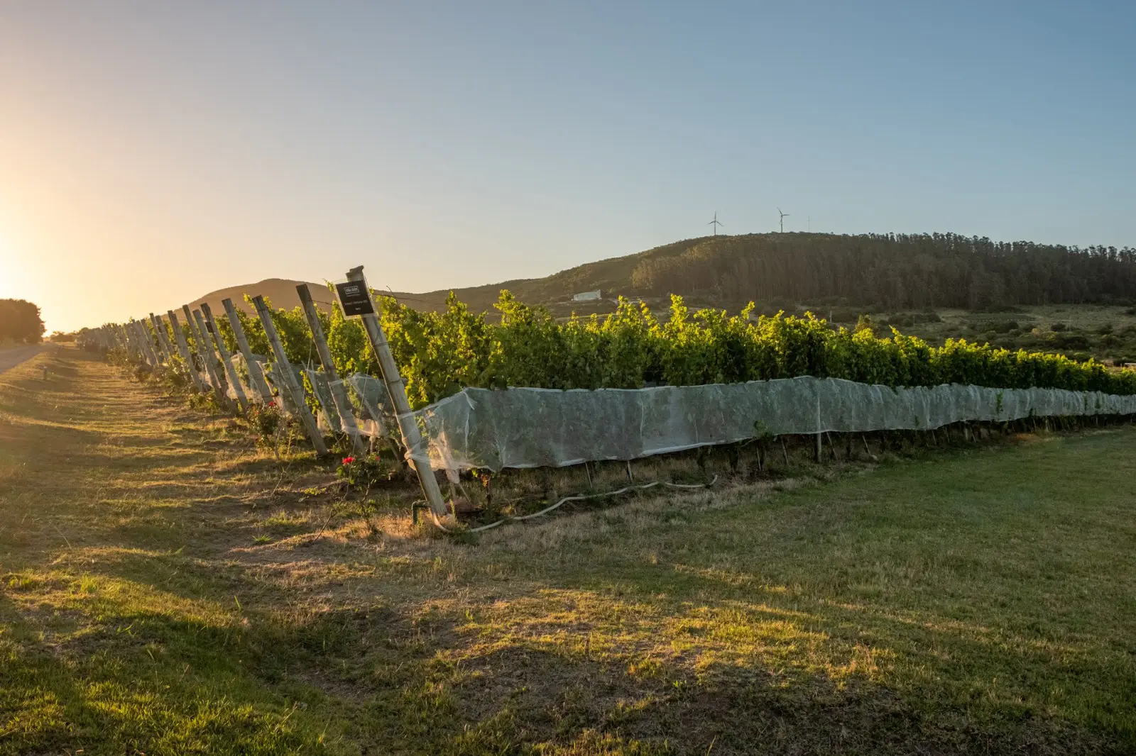 Viñedos Viña Edén